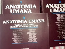 Anatomia umana balboni usato  Genova