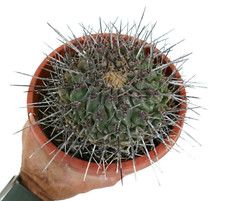 Thelocactus nidulans usato  Napoli