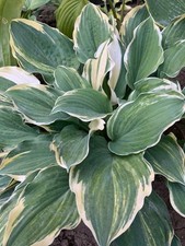Hosta brave attempt d'occasion  Expédié en Belgium