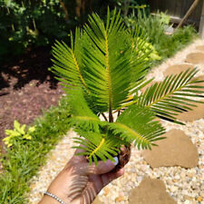 Sago palm trees for sale  Milton