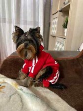 Red pet dog for sale  USA