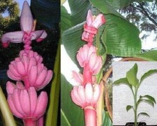 Winterharte rosa banane gebraucht kaufen  Kaiserslautern