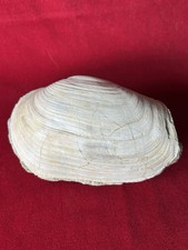 Minerali, fossili e conchiglie usato Minerali, fossili e conchiglie usato Torino