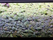 dwarf lettuce for sale dwarf lettuce for sale Indianapolis