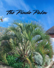 Live pindo palm for sale  Milton