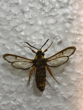 Hornet moth u.k. for sale Hornet moth u.k. for sale  MANCHESTER