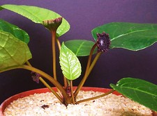 Dorstenia elata rare d'occasion  Expédié en Belgium