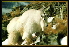 White mountain goat for sale  Kannapolis