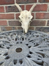 British horned sheep for sale  MARLBOROUGH