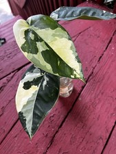 Syngonium chiapense variegated for sale  Berne