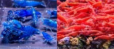 Fire red dream for sale  Westminster