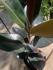 Potted burgundy rubber for sale  Woodhaven