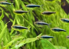 Black neon tetra for sale  De Leon Springs