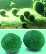 Moosball begleitpflanze den gebraucht kaufen  Kaiserslautern