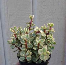 Rainbow elephant bush for sale  Castaic