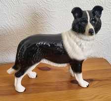 China border collie for sale  ALNWICK
