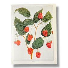 Vintage raspberry print for sale  West Plains