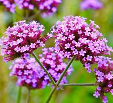 Verbena bonariensis 1300x for sale  DEWSBURY