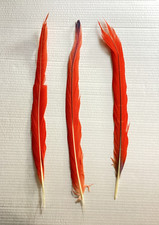 Naturally molted long for sale  Riverside