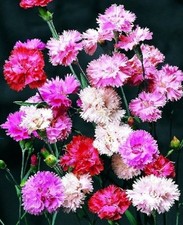 dianthus for sale  STAFFORD