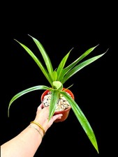 Rare pandanus amaryllifolius for sale  USA