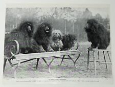 Standard poodle dog for sale  NORWICH