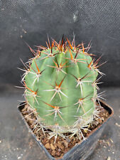 Lobivia grandiflora crassispin usato  Massafra