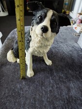 border collies for sale border collies for sale  DERBY