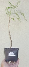 Wisteria macrostachya blue for sale  Rosemead