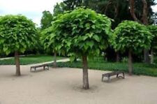 Catalpa bignonioides tree for sale  TRURO