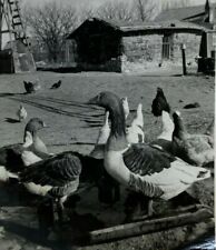 Geese chicken farm for sale  Foley