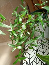 Rare callisia ceylanica for sale  LOUGHBOROUGH