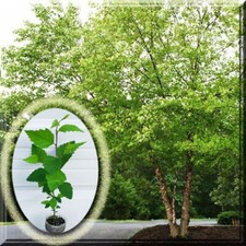 River birch betula for sale  Leesburg