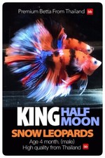 Betta male king for sale  Miami
