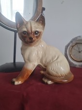 Large siamese cat for sale  LINCOLN