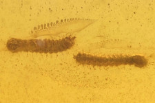 Two diplopoda genuine for sale  WALSALL