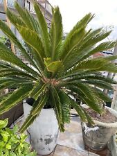 Potted sago palm for sale  Huntington Beach