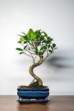 Bonsai baum keramik gebraucht kaufen  Fuchsmühl