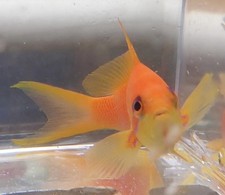 African female antheas for sale  Homestead