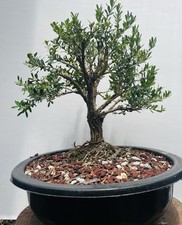 practice tree for sale practice tree for sale Malvern