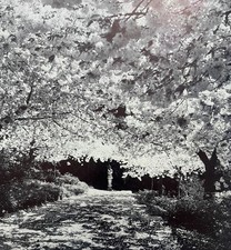 Cherry blossom 1956 for sale  LONDON