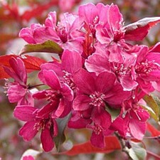 Zierapfel royalty rotlaubiger gebraucht kaufen  Detmold