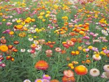 3000 samen garten gebraucht kaufen  Frammersbach