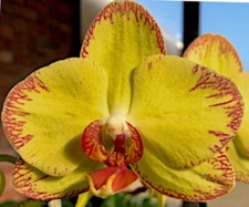 Phalaenopsis breezes gorgeous for sale  Ellisville