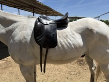 Amerigo dressage saddle for sale  Fresno