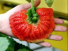 Palma fragola gigante usato  Italia