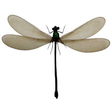 Damselfly specimen indonesia for sale  EXMOUTH