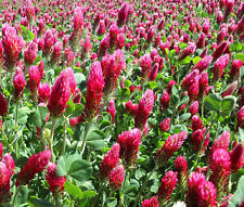 assiette boch trifolium d'occasion assiette boch trifolium d'occasion Expédié en Belgium