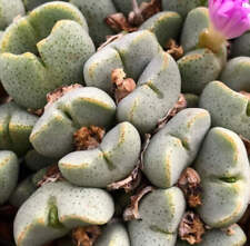 Conophytum taylorianum no d'occasion  Expédié en France