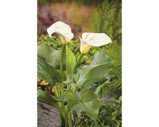 Calla floraself zantedeschia gebraucht kaufen  Deutschland